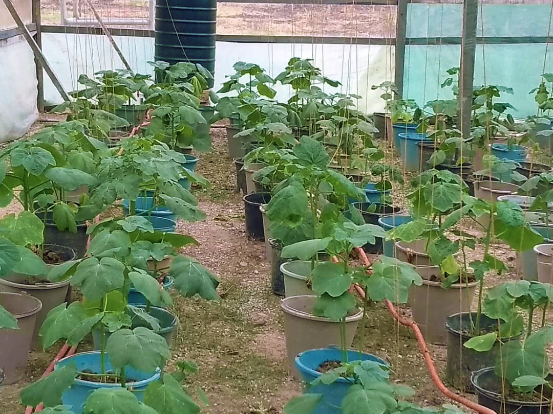 Horti Terra Farms Greenhouse Farming in Kumasi, Ghana