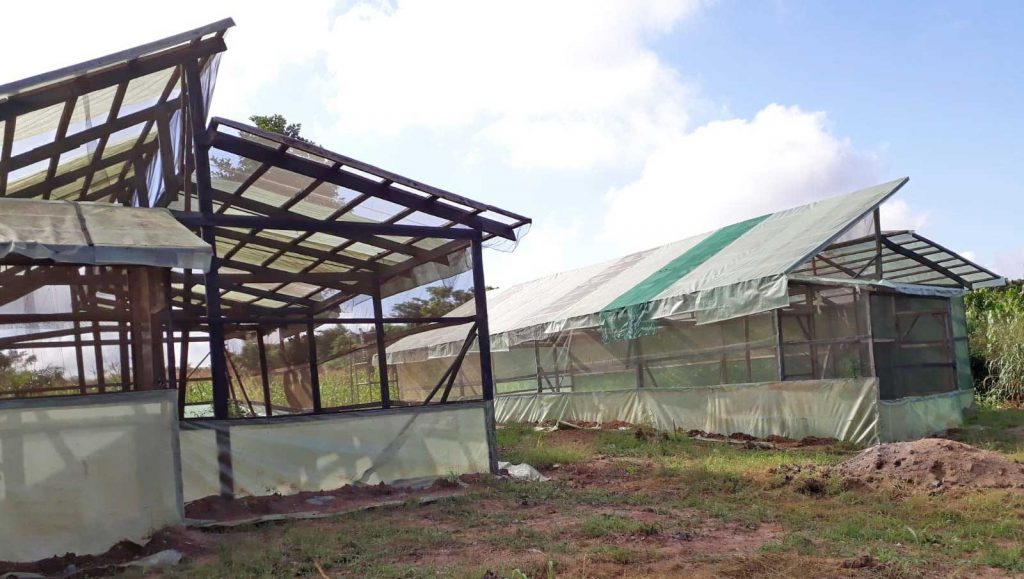 Horti Terra Farms Greenhouse Farming in Kumasi, Ghana
